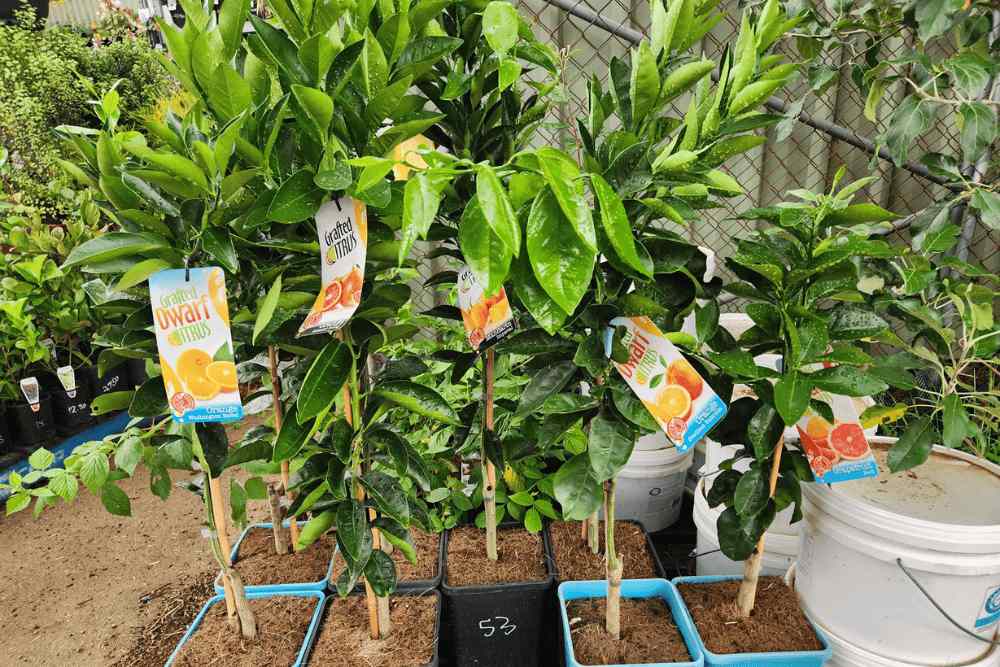 Fruit trees